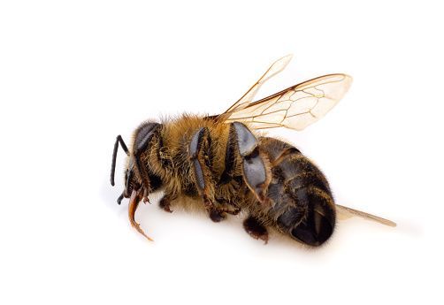 EXEMPLE CONCRET DE LA NÉCESSITÉ D’INSTAURER LE RIC : Lutter contre les néonicotinoïdes pour sauver les abeilles !
