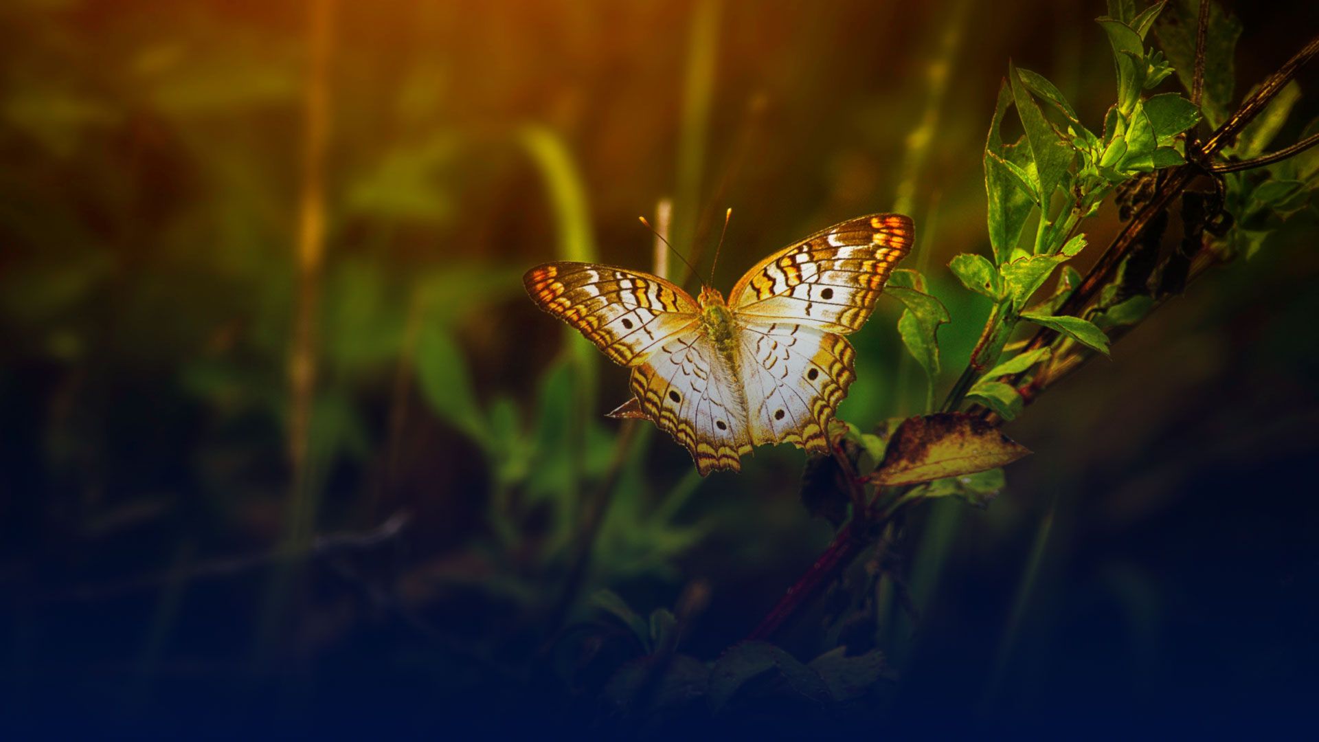 Environnement